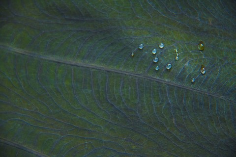 Close-up of dew on leaf