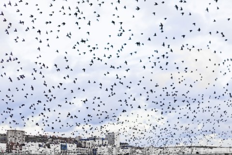 Flock of seagulls at seaside