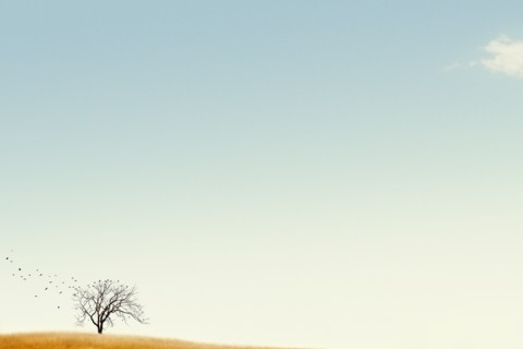 USA, Michigan, Lone tree against blue sky