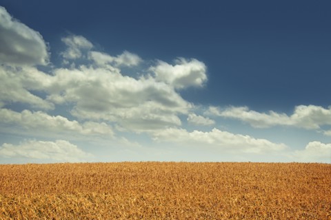 USA, Michigan, White clouds above wheat field