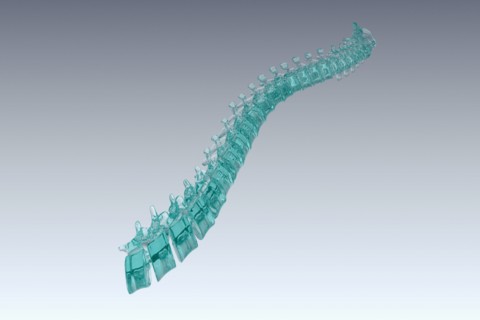 Human spine model