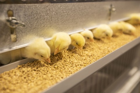 Baby chickens at feeder station