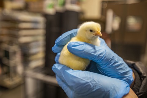 Person in latex gloves holding small chicken