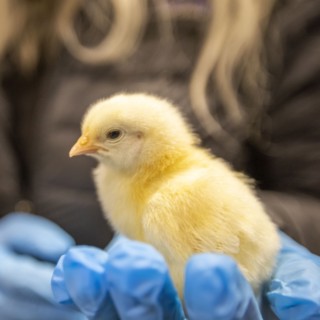 Person in latex glove holding baby chicken