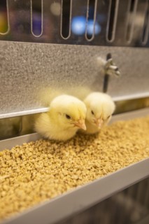 Baby chickens at feeder station
