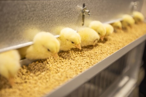 Baby chickens at feeder station