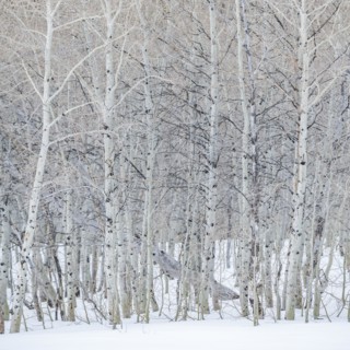 USA, Idaho, Sun Valley, Aspen forest in winter in Sawtooth National Forest