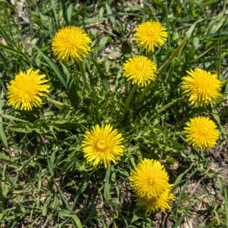 Dandelion plants in bloom