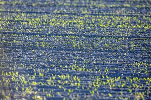 USA, Idaho, Bellevue, Plant seedlings in soil