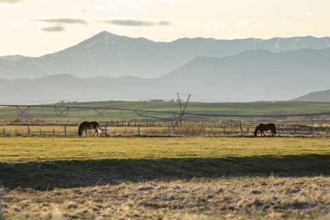 USA, Idaho, Picabo, Horses grazing in rural pasture at sunset