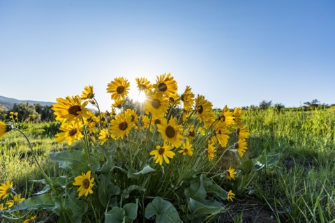 USA, Idaho, Boise, Arrowleaf Balsamroot in bloom