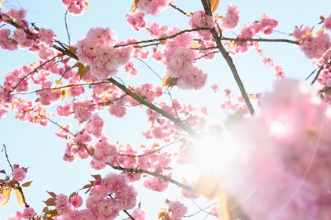 Pink Spring blossoms against sky