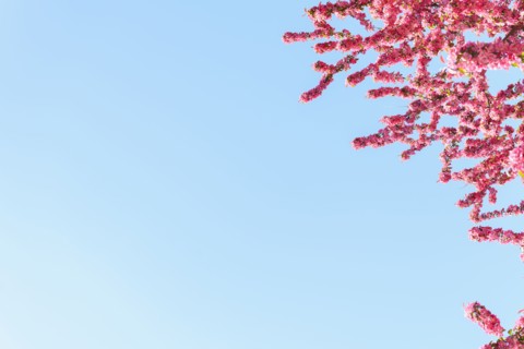 Pink Spring blossoms against blue sky