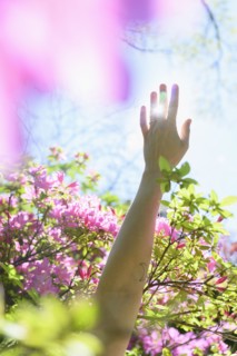 Female hand among pink flowers