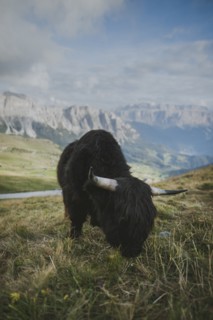 Italy, Dolomite Alps, Highland cattle in pasture in Dolomite Alps