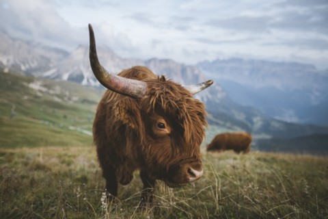 Italy, Dolomite Alps, Highland cattle in pasture in Dolomite Alps
