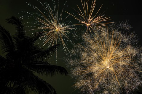 Palm tree and firework display,,