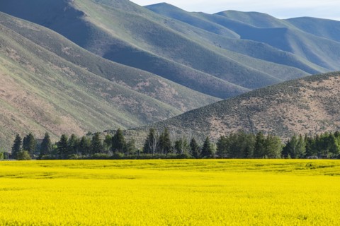 USA, Field of mustard and hills,