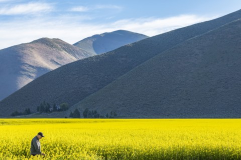 USA, Farmer examining mustard crop,