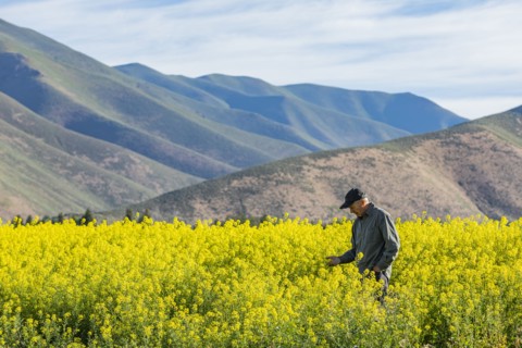 USA, Farmer examining mustard crop,