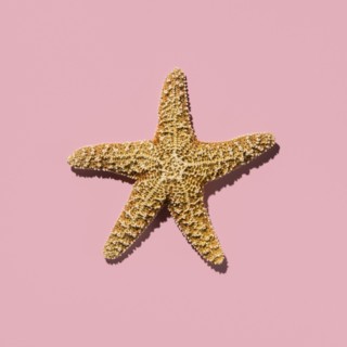 Starfish on pink background