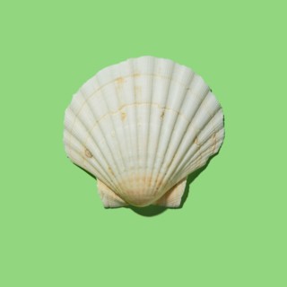 Scallop shell on green background