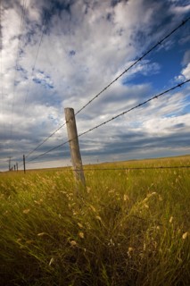 USA, South Dakota, Barbed wire fence and prairie grass in field