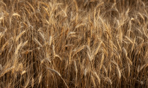 USA, South Dakota, Field of crop in summertime