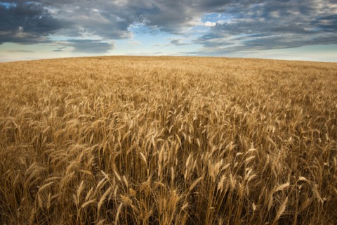 USA, South Dakota, Field of crop in summertime