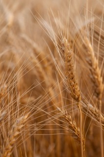 USA, South Dakota, Close-up of crop kernel
