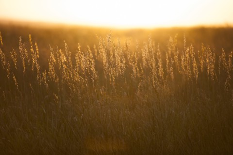 USA, South Dakota, Prairie grass field at sunset