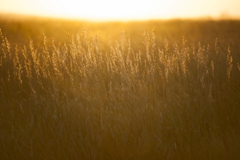 USA, South Dakota, Prairie grass field at sunset