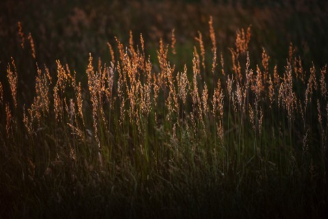 USA, South Dakota, Prairie grass field at sunset