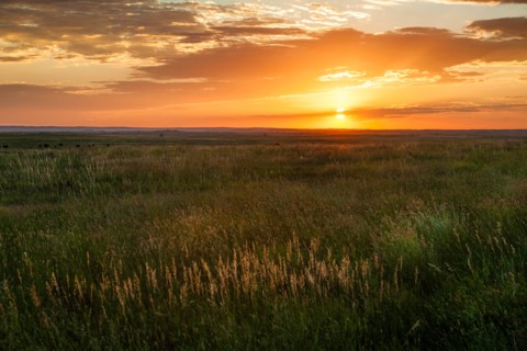 USA, South Dakota, Prairie grass field at sunset