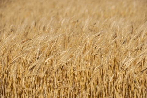 Golden wheat field