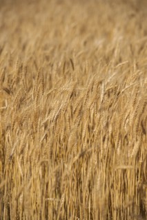 Golden wheat field