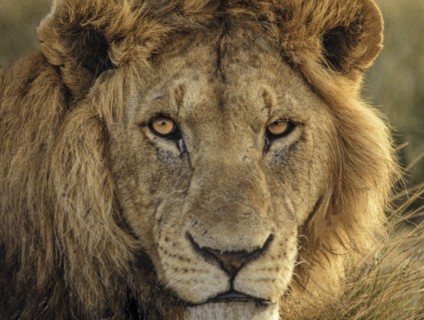 Africa, Tanzania, Head of male African Lion