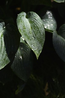 Raindrops on leaves