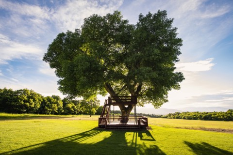 USA, Utah, Salem, Big tree with wooden tree house