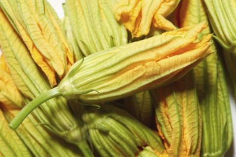 Close up of squash blossoms