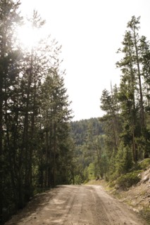 USA, Utah, Uninta Wasatch Cache National Forest, Dirt road in forest, Wasatch-Cache National Forest