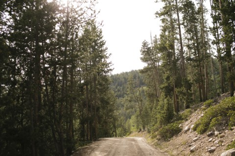 USA, Utah, Uninta Wasatch Cache National Forest, Dirt road in forest, Wasatch-Cache National Forest
