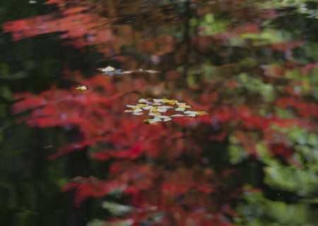 USA, Georgia, Leaves on water reflecting Autumn trees