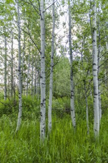USA, Idaho, Sun Valley, Aspen trees growing in woodland