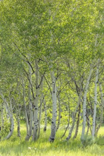 USA, Idaho, Sun Valley, Aspen trees growing in woodland