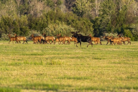 USA, Idaho, Sun Valley, Herd of wild animals in meadow