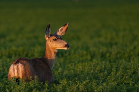 USA, Idaho, Sun Valley, Deer among green bushes