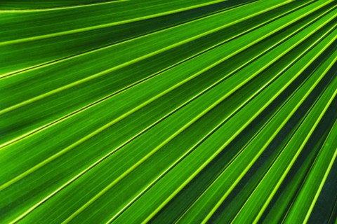Close-up of large palm leaf