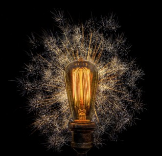 Edison light bulb with dandelion seeds on black background