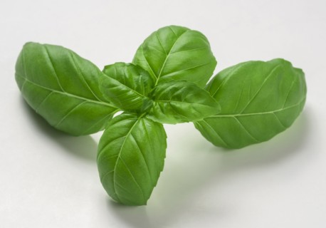 Basil on white background